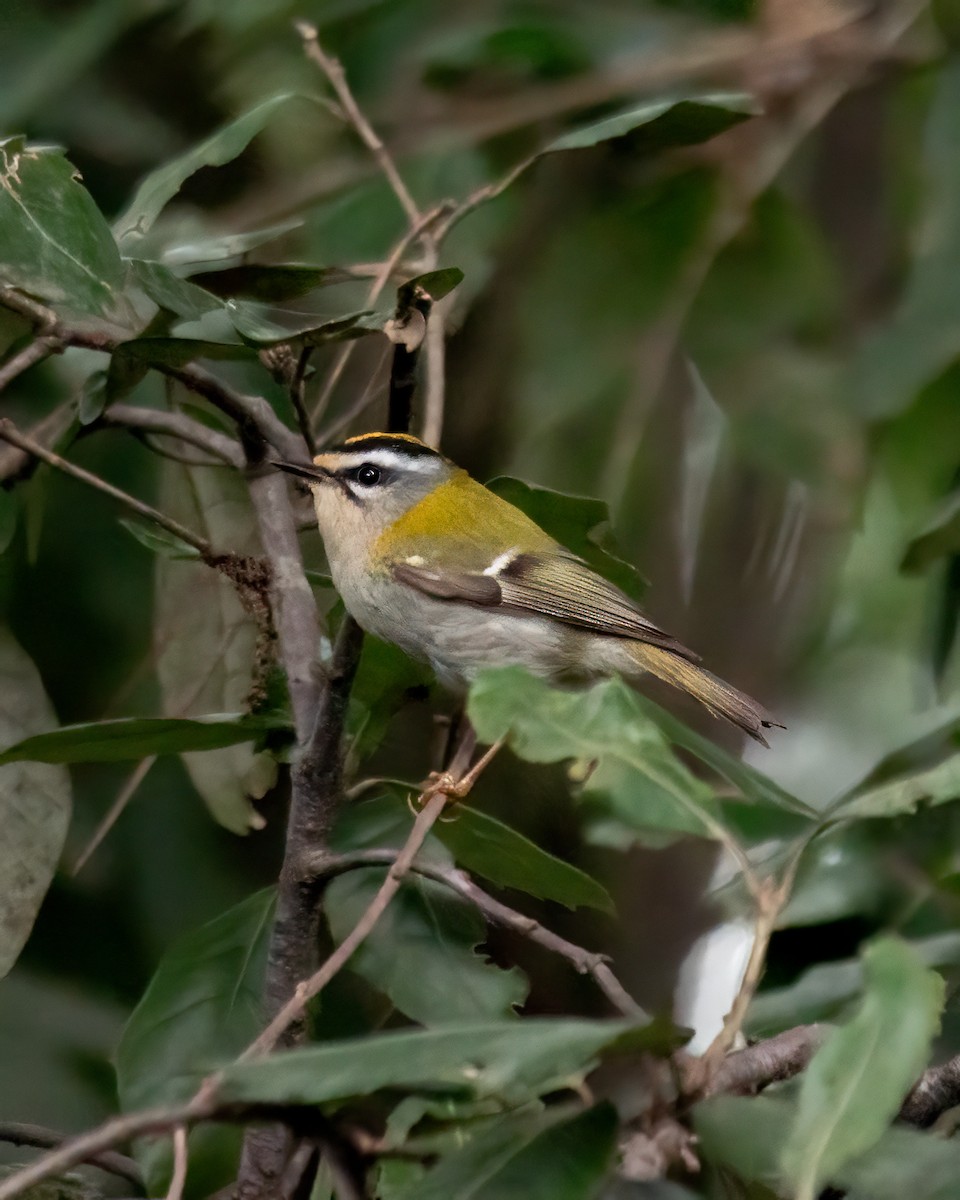 Fiorrancino - ML634122718