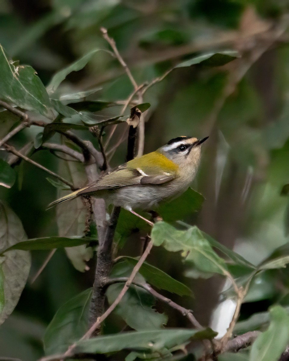 Fiorrancino - ML634122719