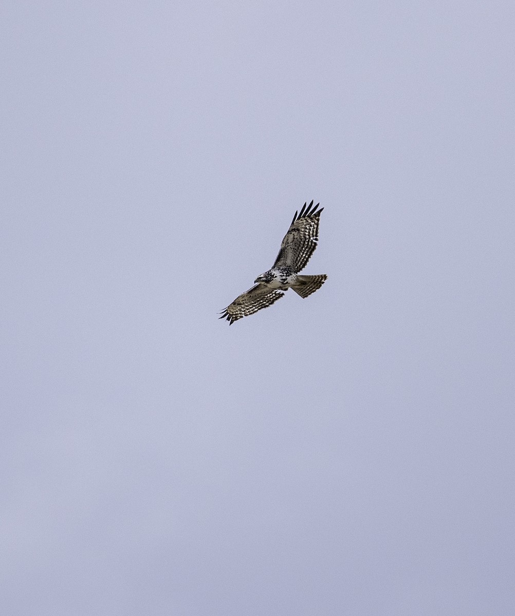 Red-tailed Hawk - ML634122731