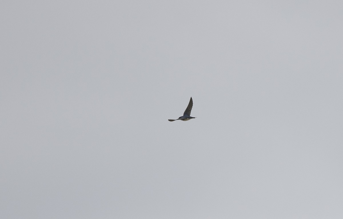 Tree Swallow - ML634122736