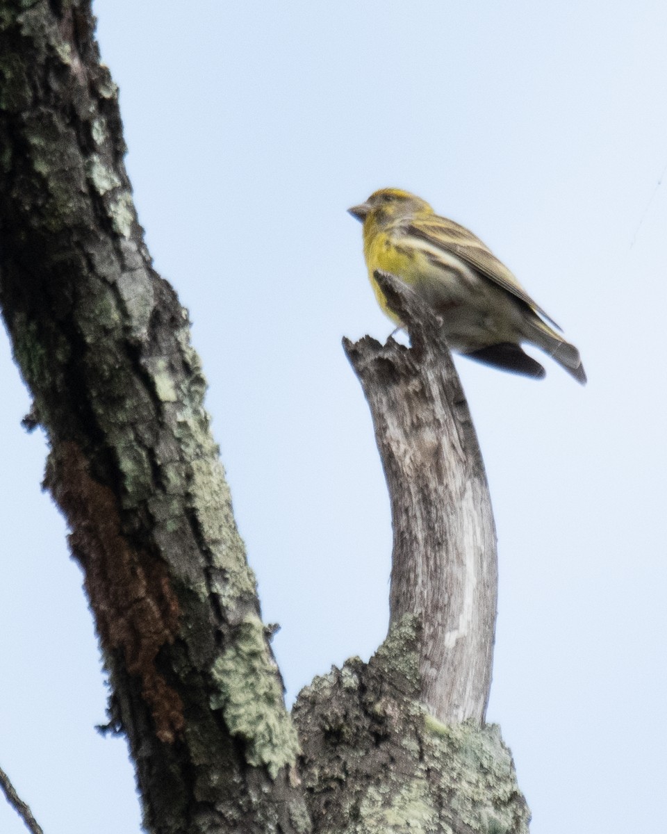 Verzellino - ML634122766