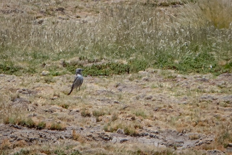 Rufous-naped Ground-Tyrant - ML634122926