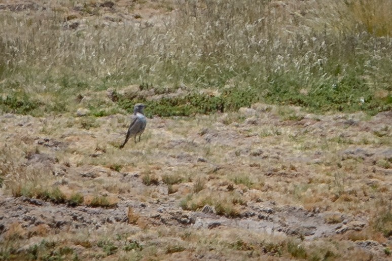 Rufous-naped Ground-Tyrant - ML634122927