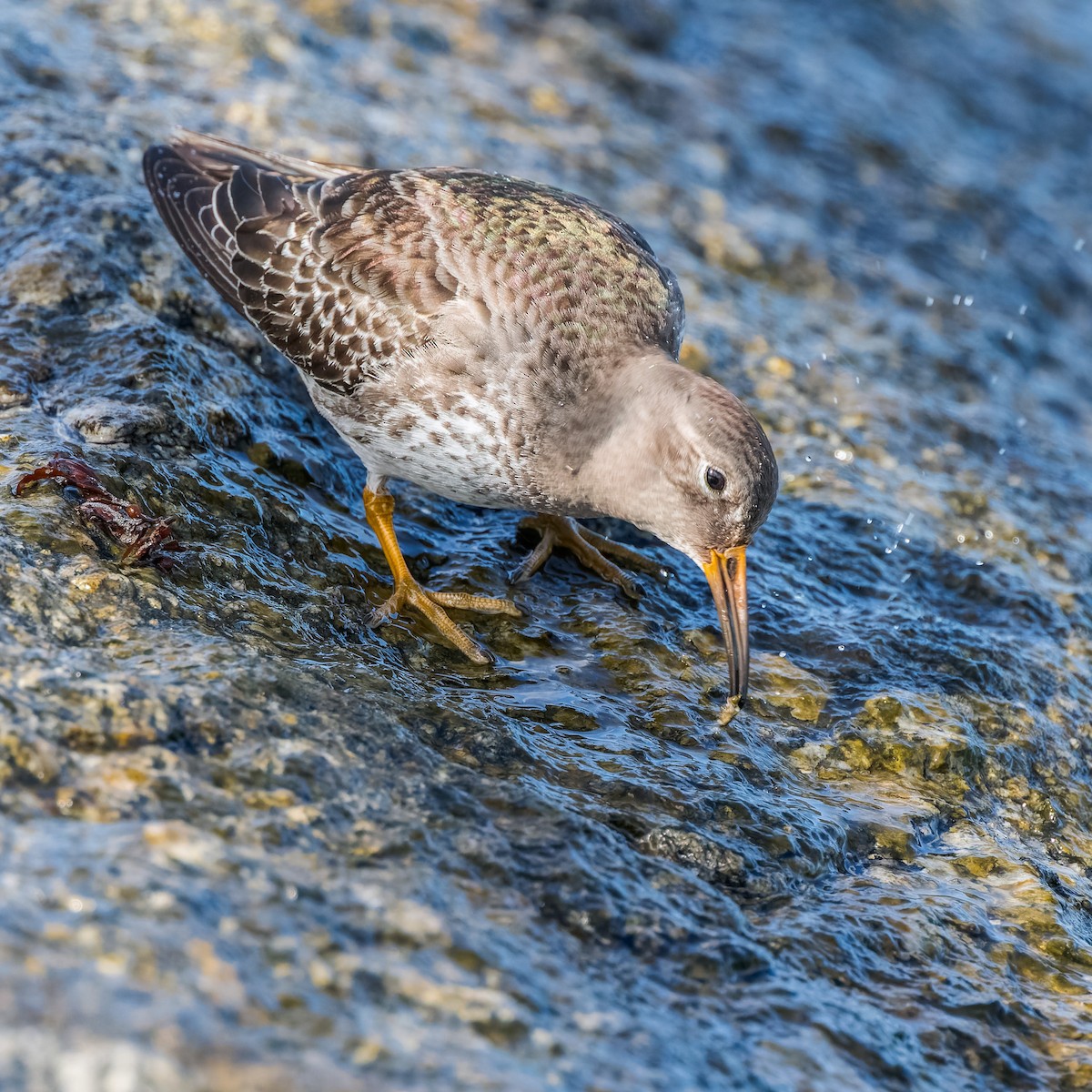 Purple Sandpiper - ML634122947