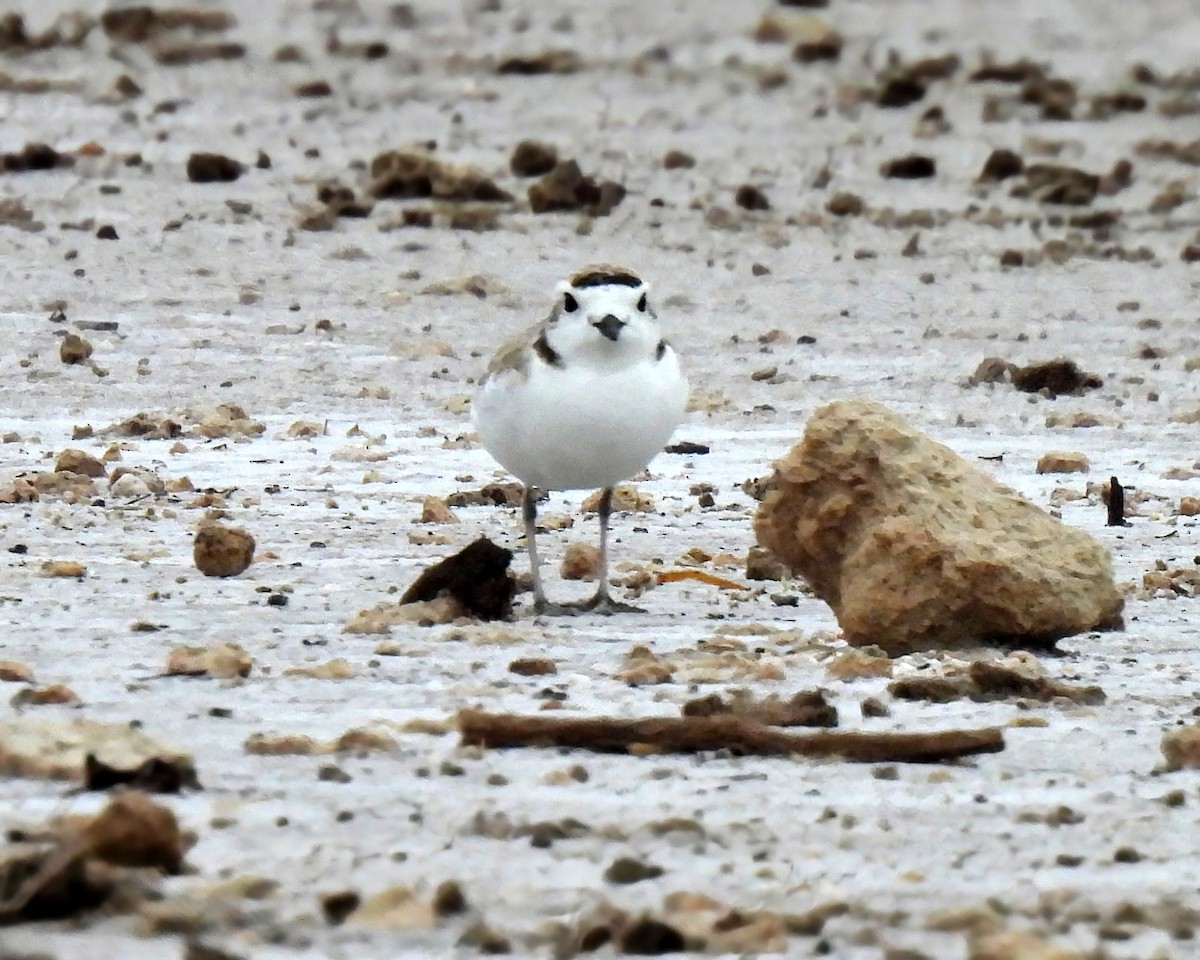 Snowy Plover - ML634123062