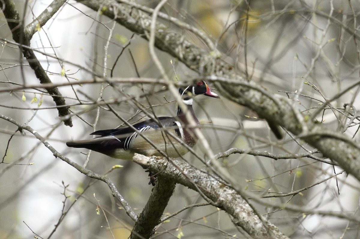 Wood Duck - ML634123187