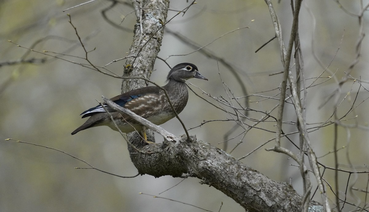 Wood Duck - ML634123209