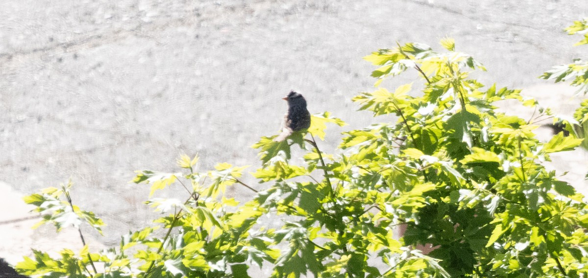 White-crowned Sparrow - ML634123210