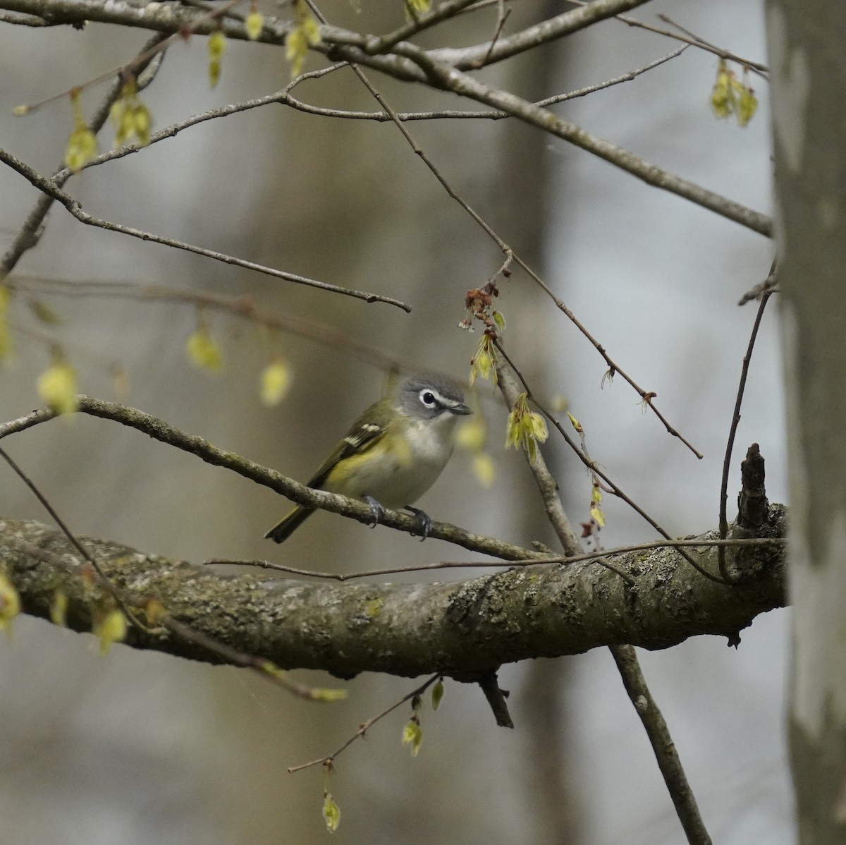 Blue-headed Vireo - ML634123243