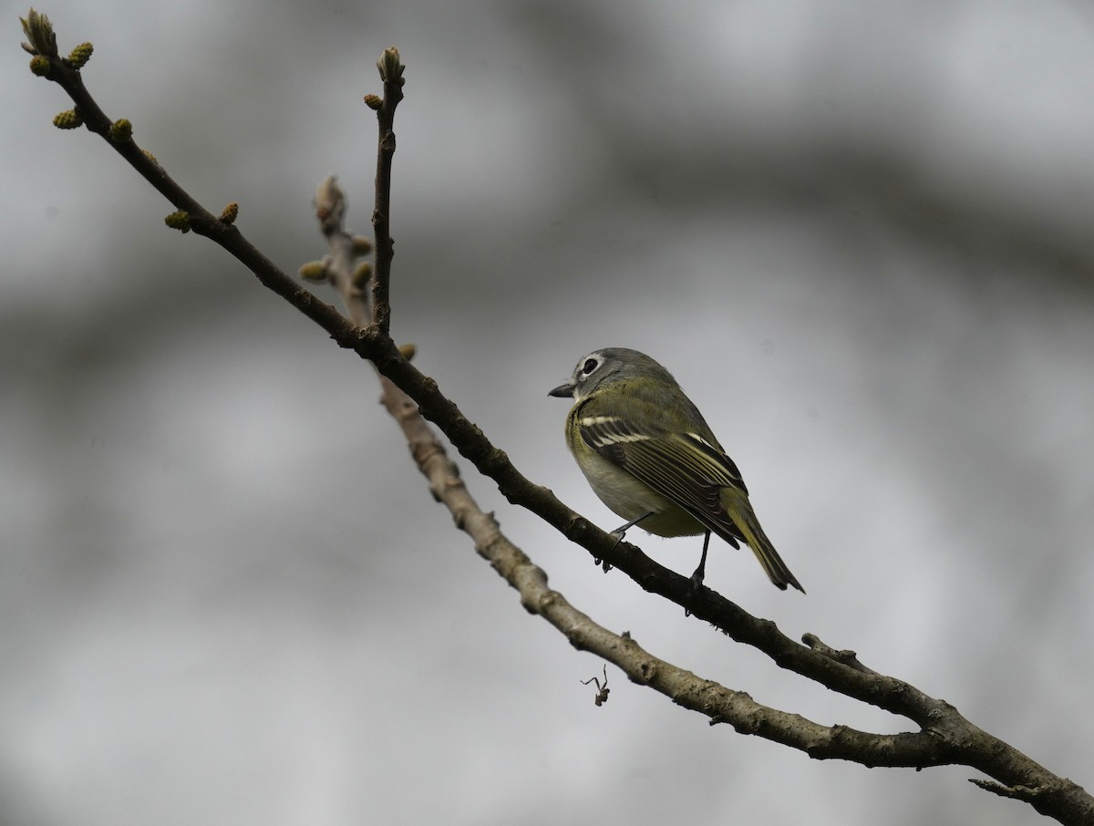 Blue-headed Vireo - ML634123279
