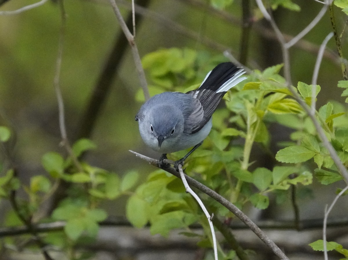 Blue-gray Gnatcatcher - ML634123317