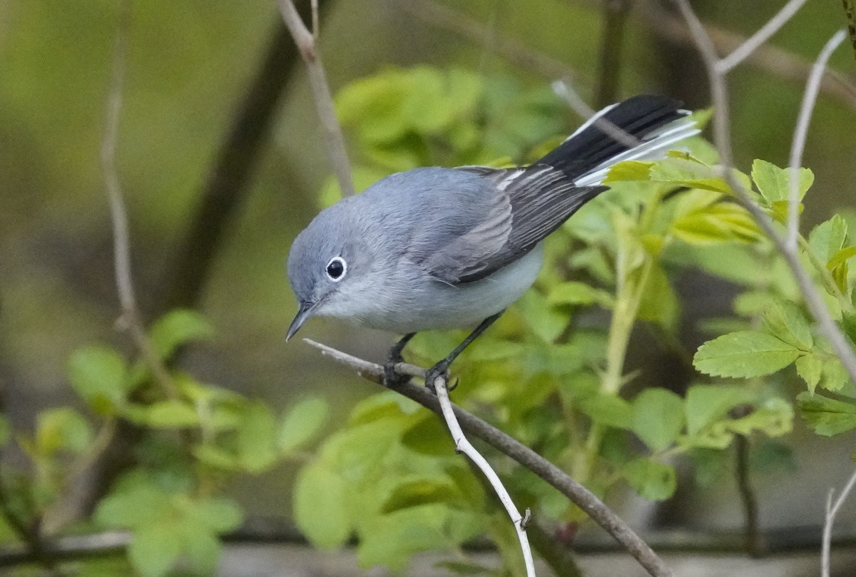Blue-gray Gnatcatcher - ML634123342