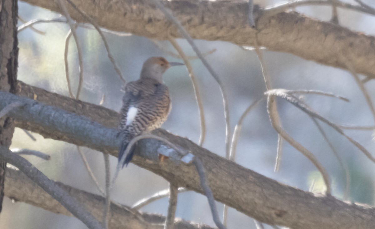 Northern Flicker - ML634123358