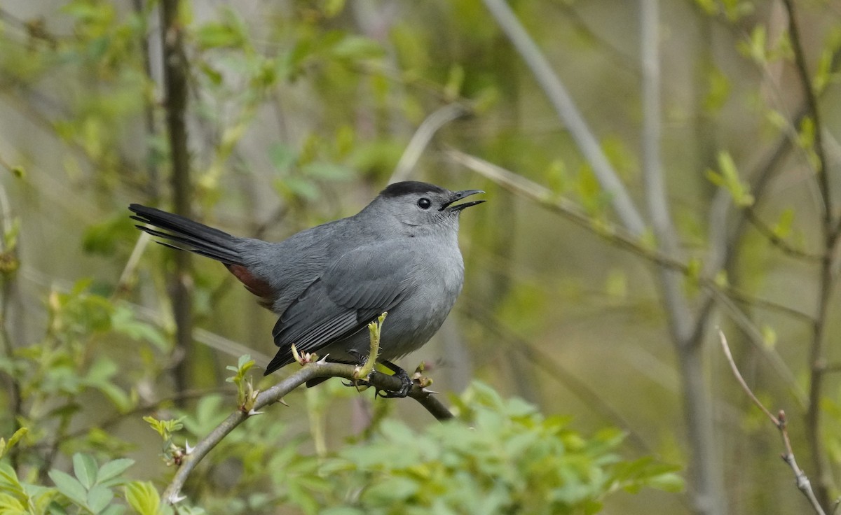 Gray Catbird - ML634123375