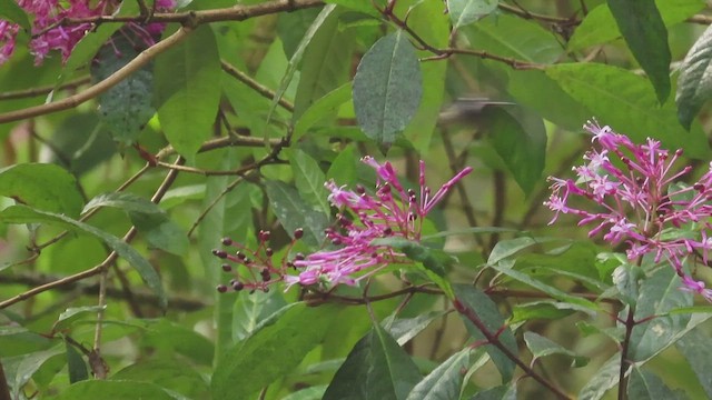 White-eared Hummingbird - ML634123408