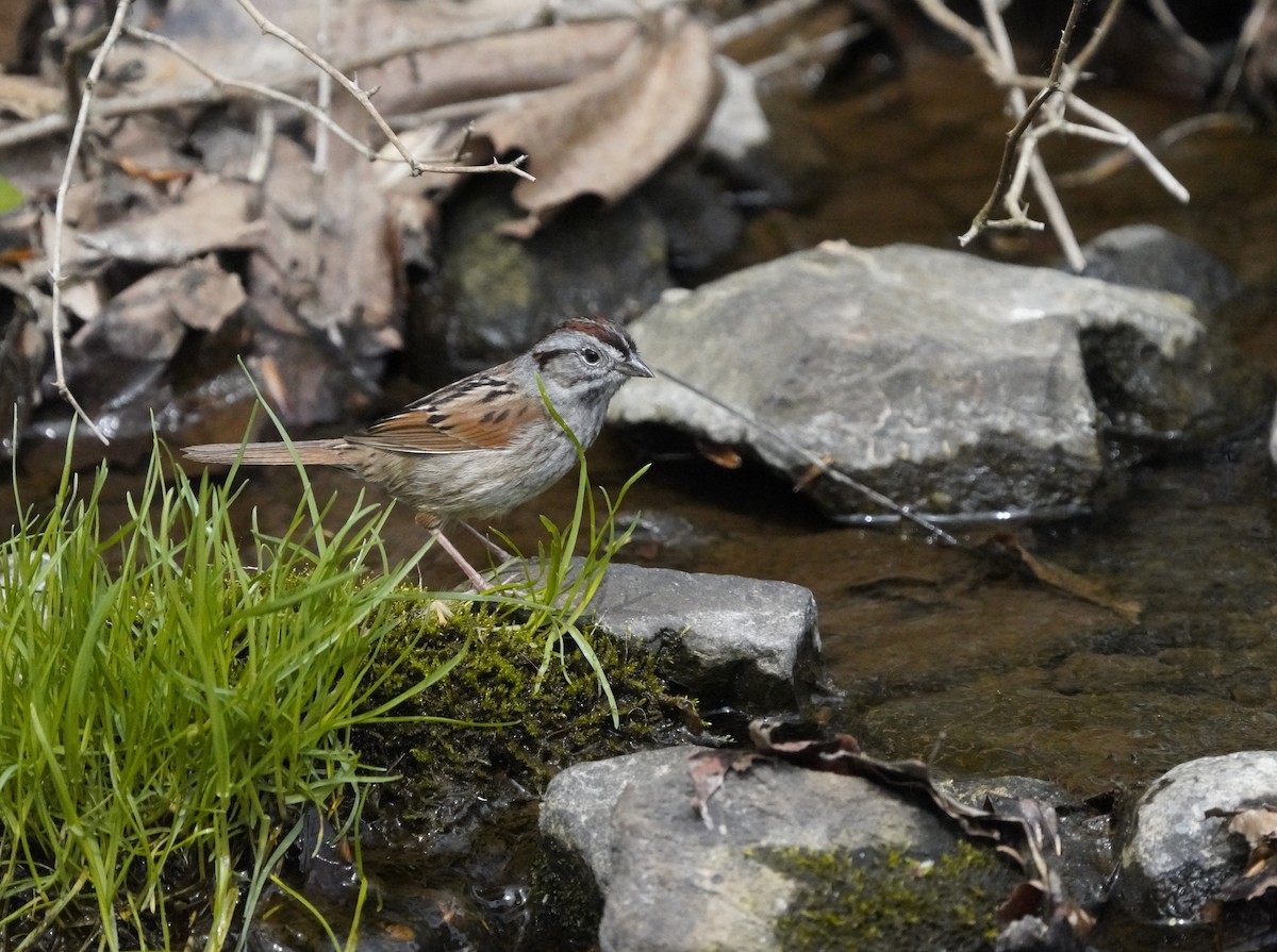Swamp Sparrow - ML634123409