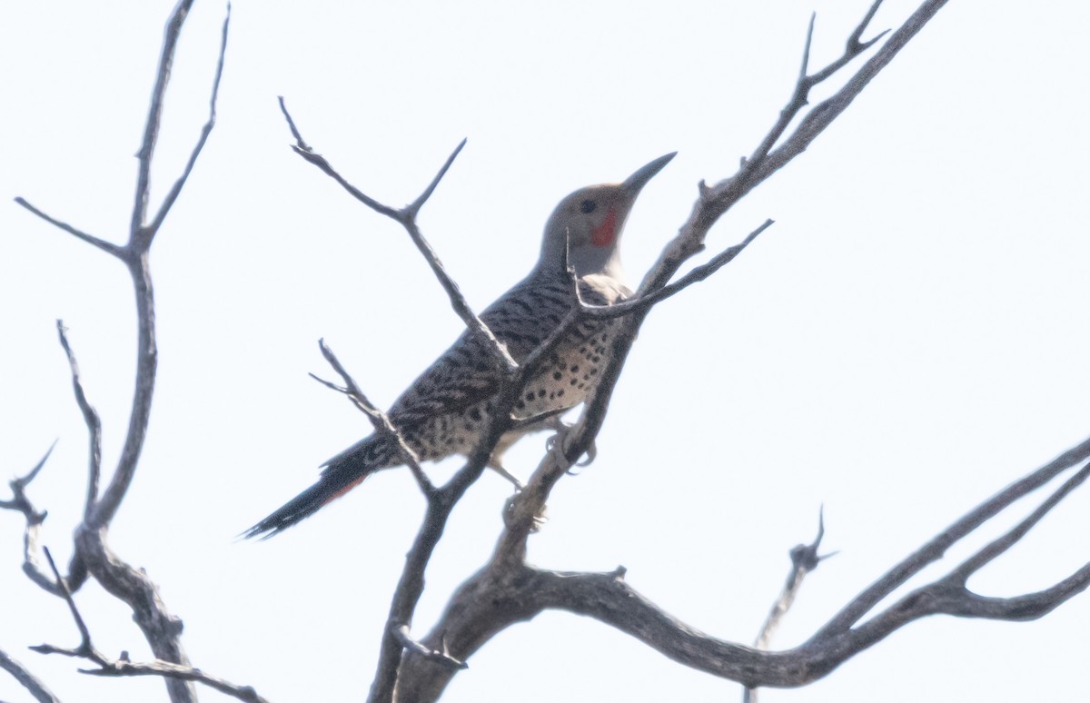 Northern Flicker - ML634123413