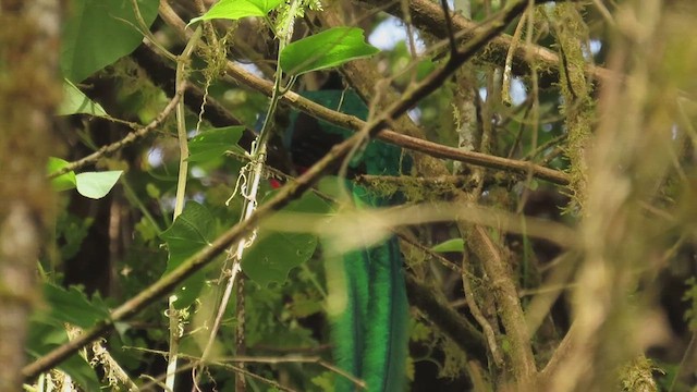 Resplendent Quetzal - ML634123431