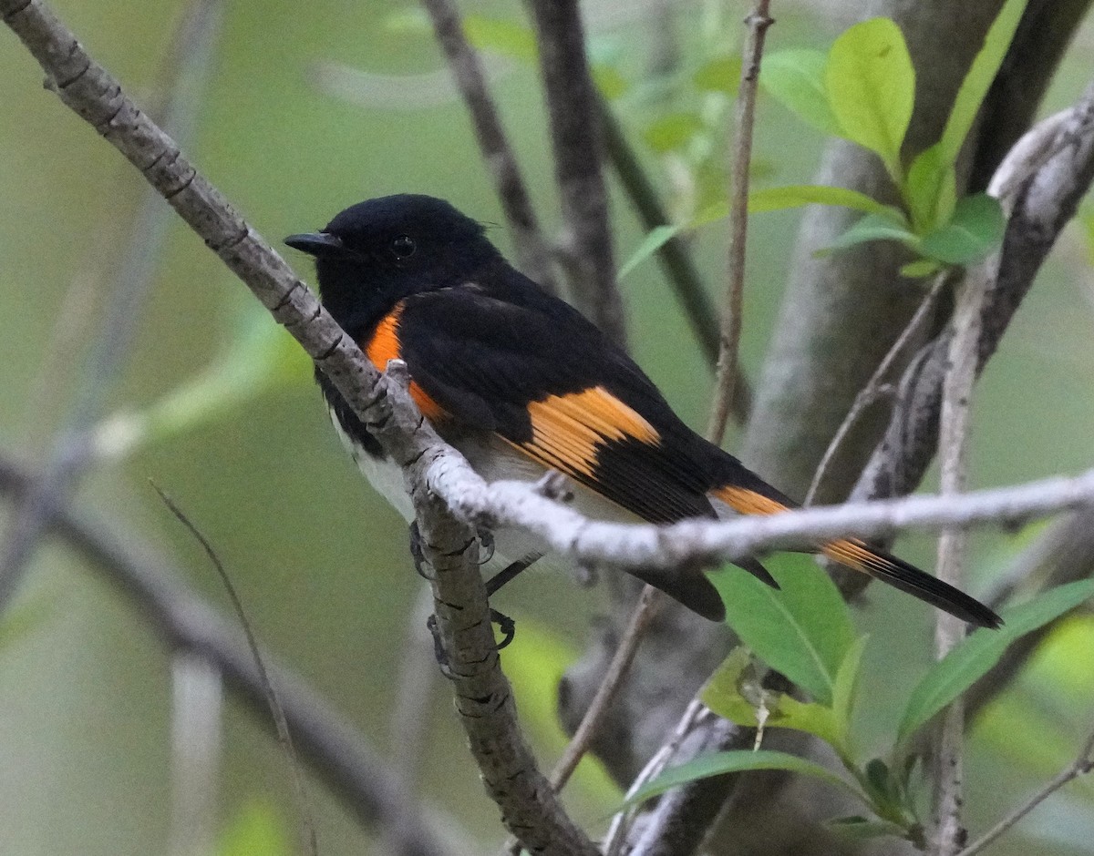 American Redstart - ML634123439
