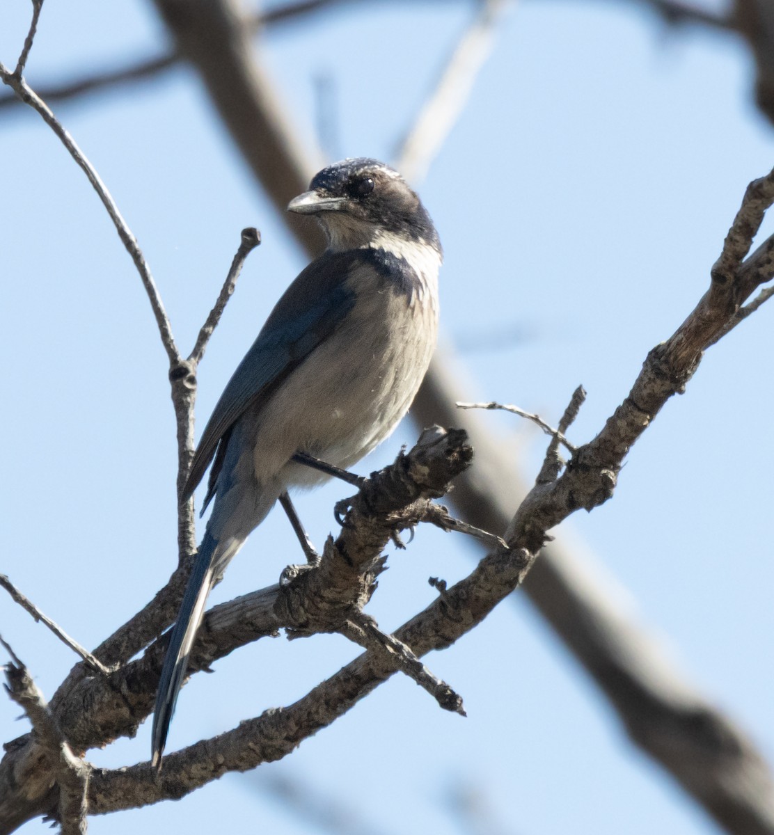 California Scrub-Jay - ML634123443