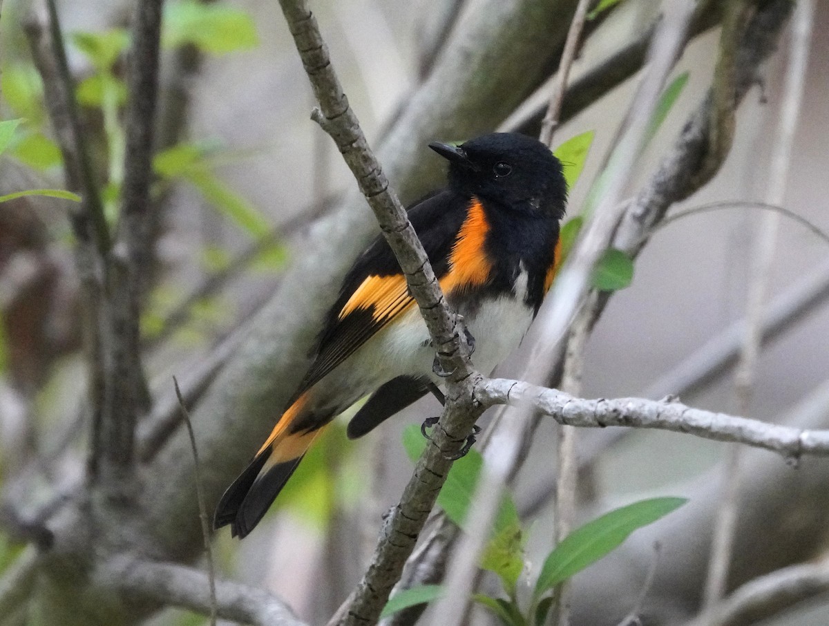 American Redstart - ML634123450
