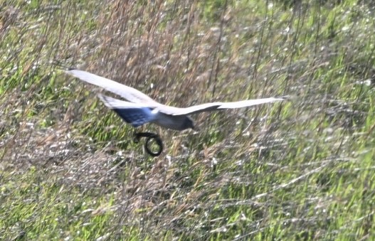Northern Harrier - ML634123482
