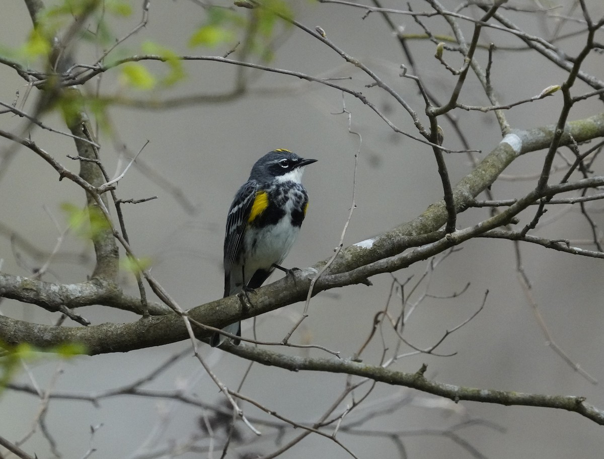 Yellow-rumped Warbler - ML634123485