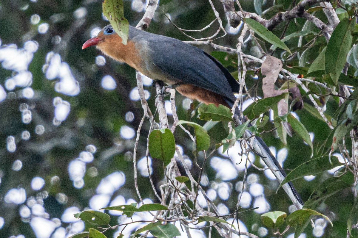 Red-billed Malkoha - ML634123596