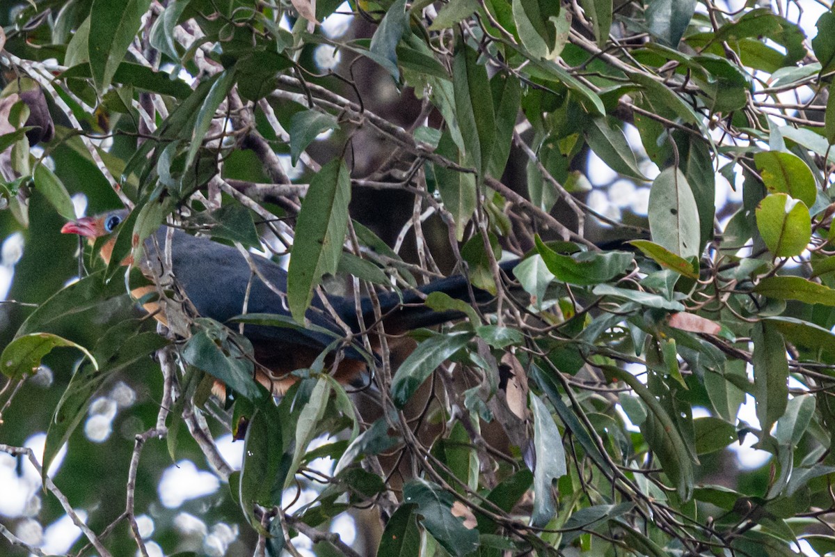 Red-billed Malkoha - ML634123615