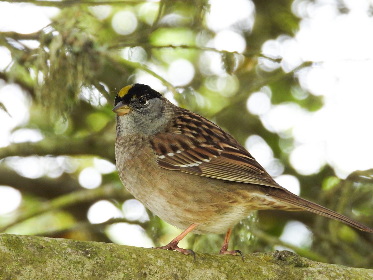 Golden-crowned Sparrow - ML634123638
