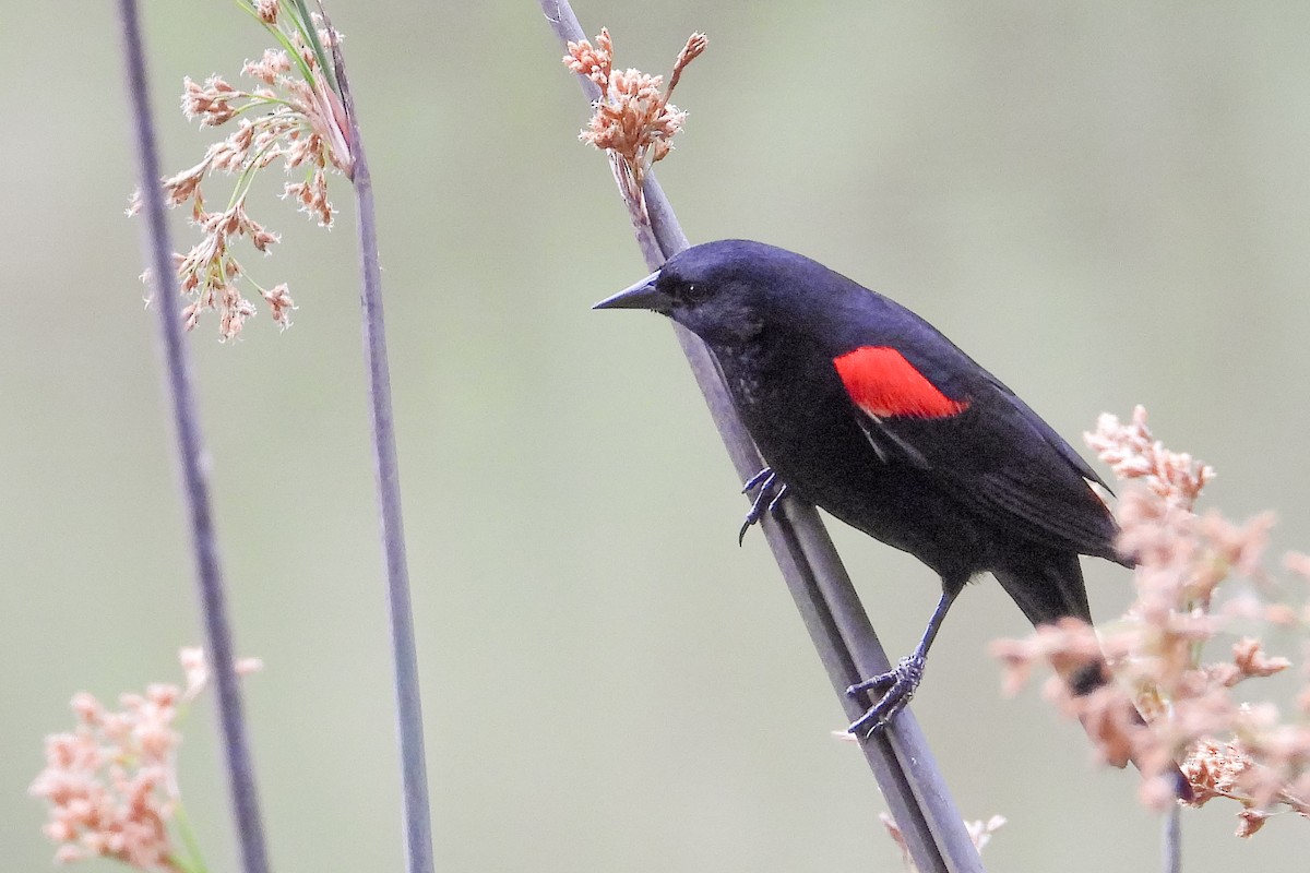 Red-winged Blackbird - ML634123654