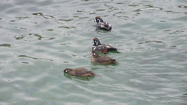 Harlequin Duck - ML634123658