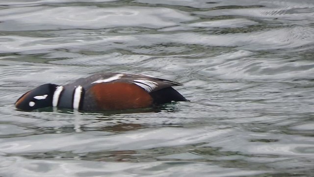 Harlequin Duck - ML634123667