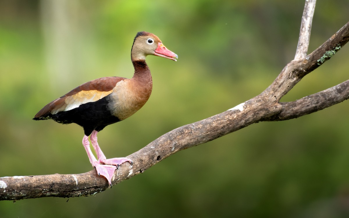 Black-bellied Whistling-Duck - ML634123765