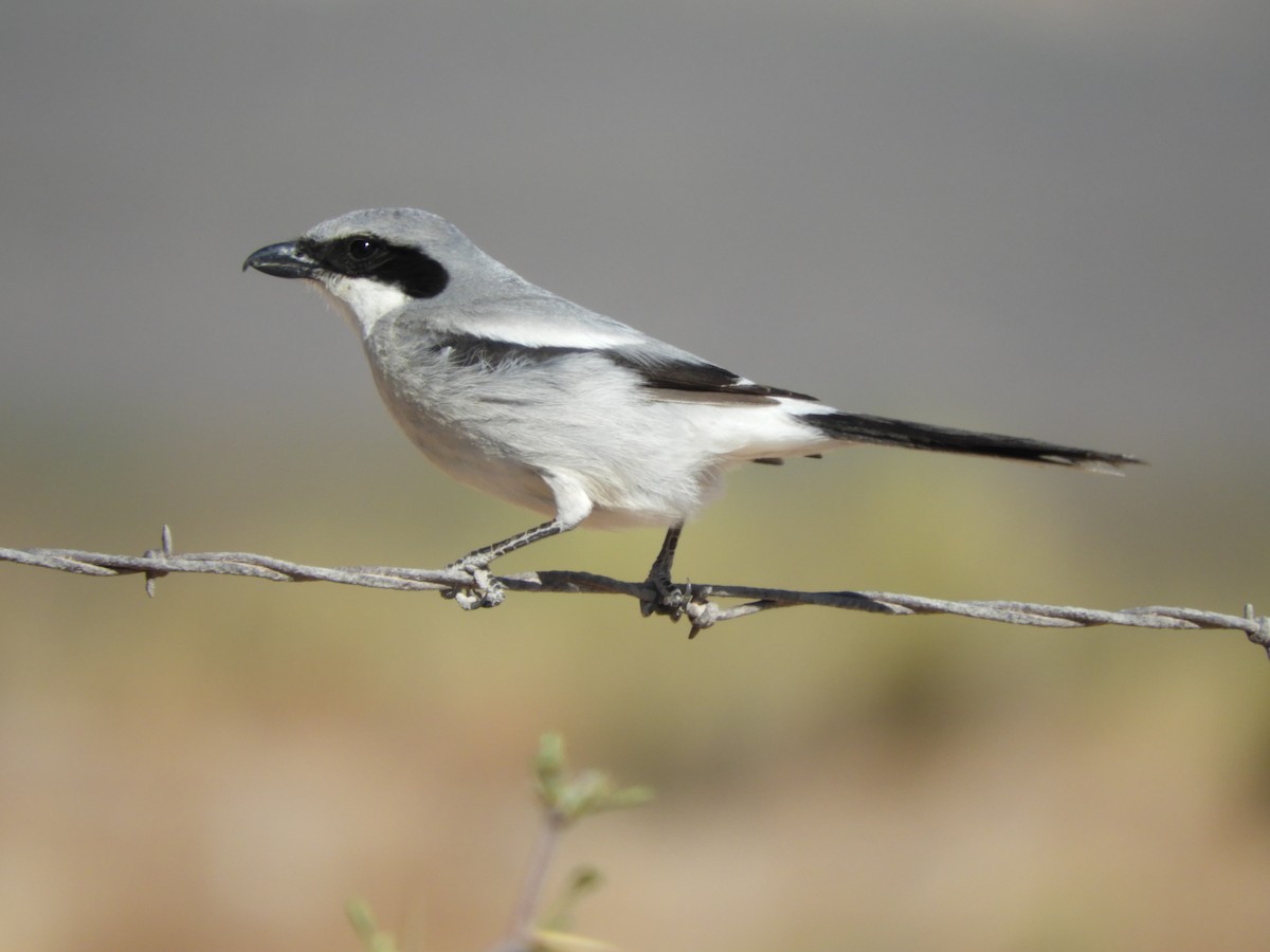 Loggerhead Shrike - ML634123789