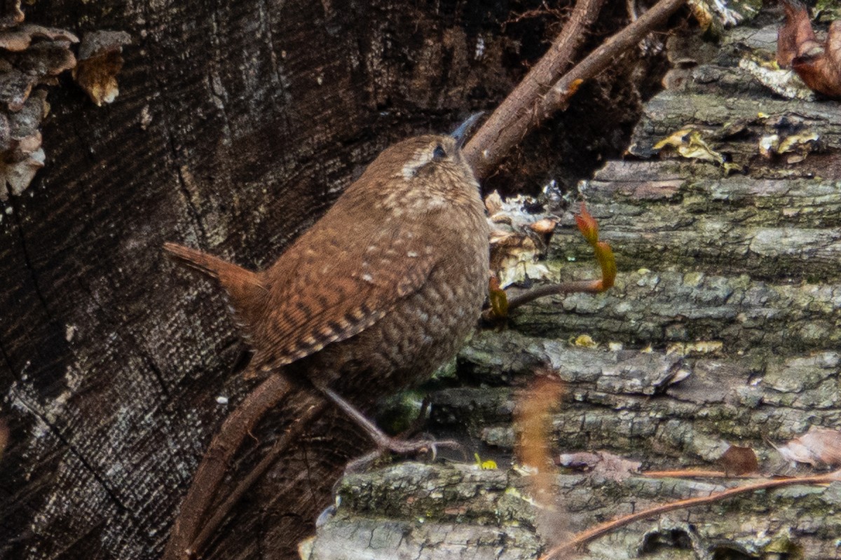 Winter Wren - ML634123942