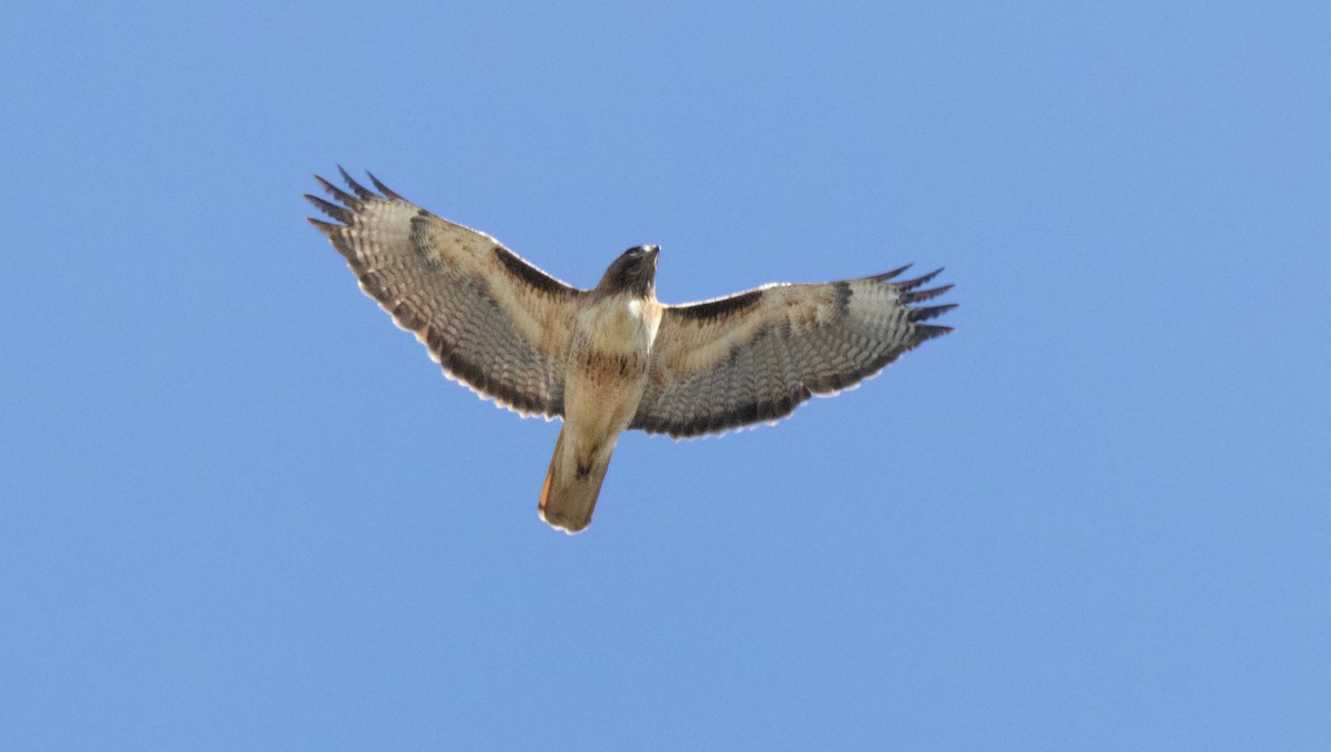 Red-tailed Hawk - ML634123945