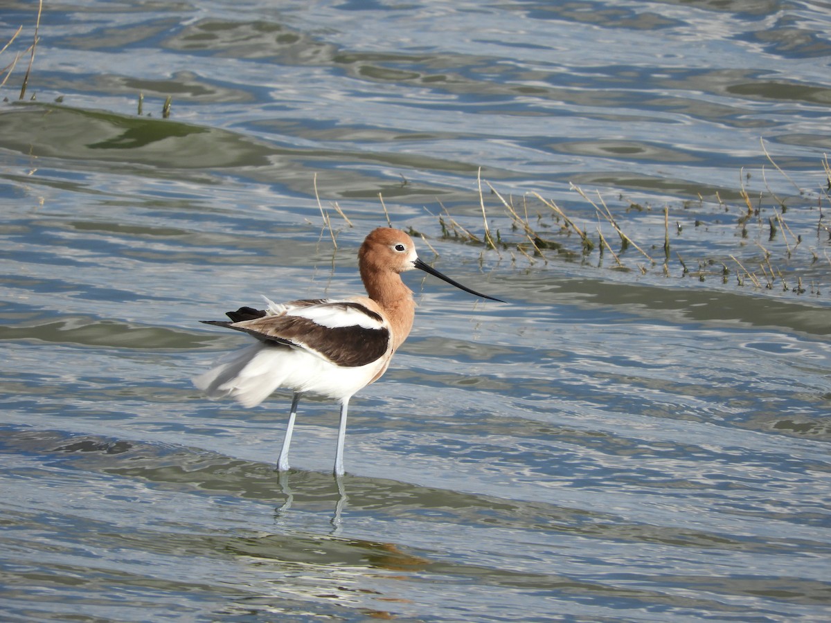American Avocet - ML634123983
