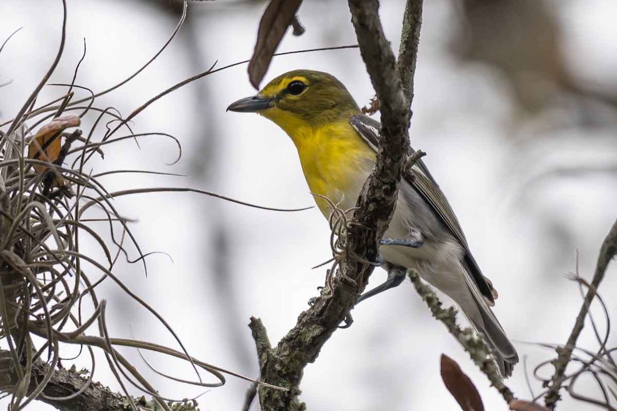 Yellow-throated Vireo - ML634124010