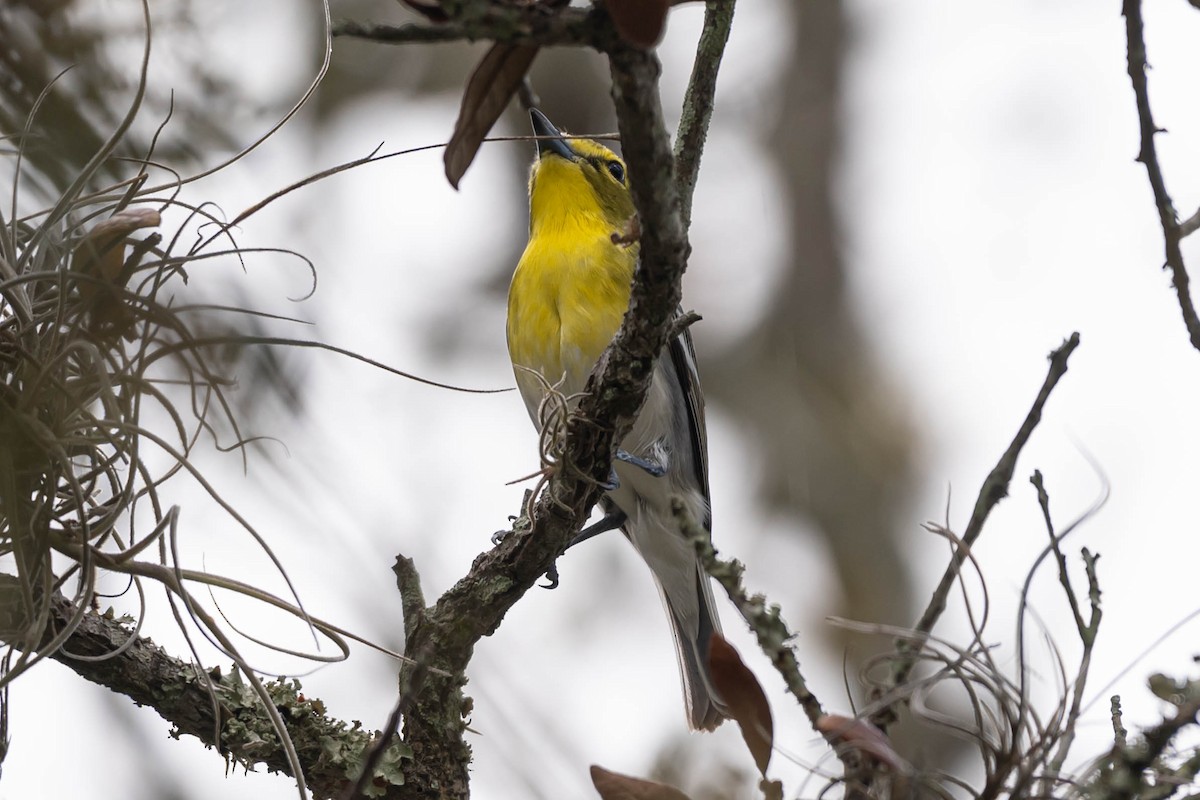 Yellow-throated Vireo - ML634124011