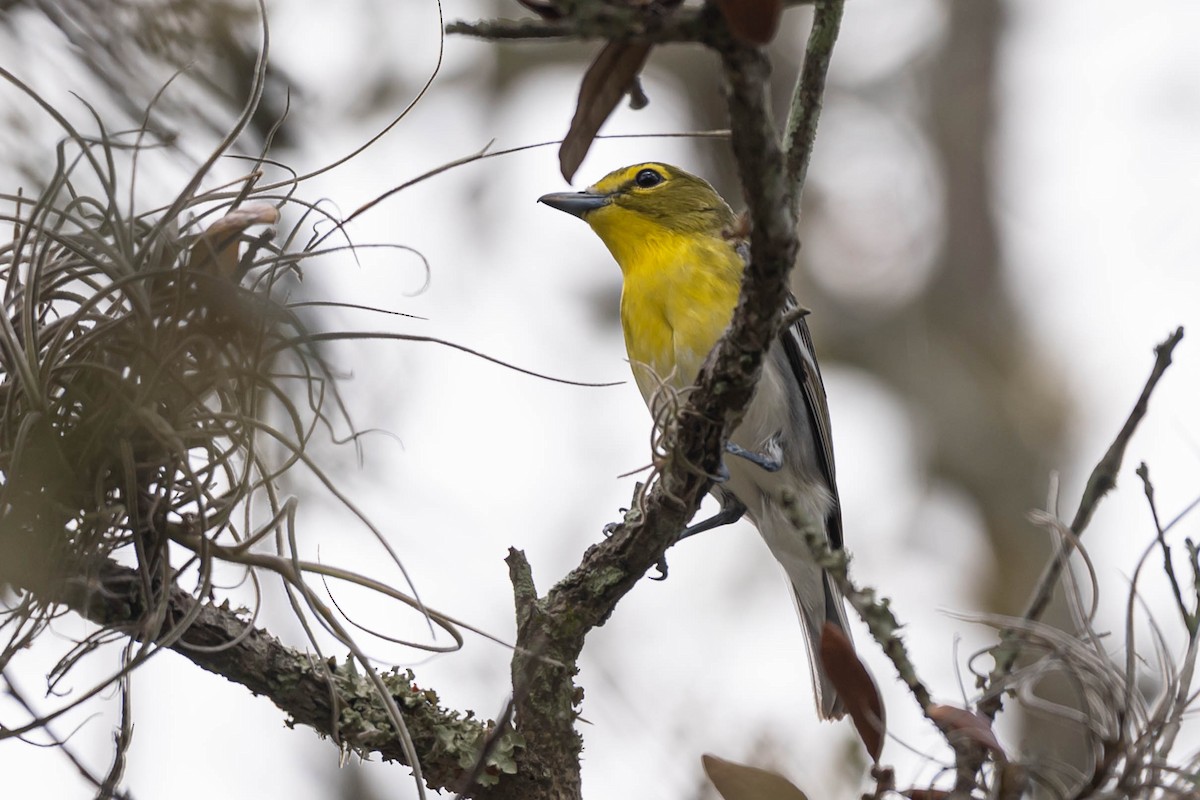 Yellow-throated Vireo - ML634124012