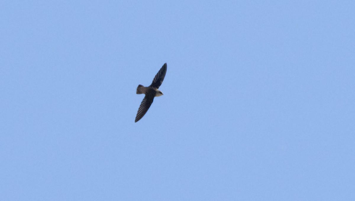 Vaux's Swift - ML634124019