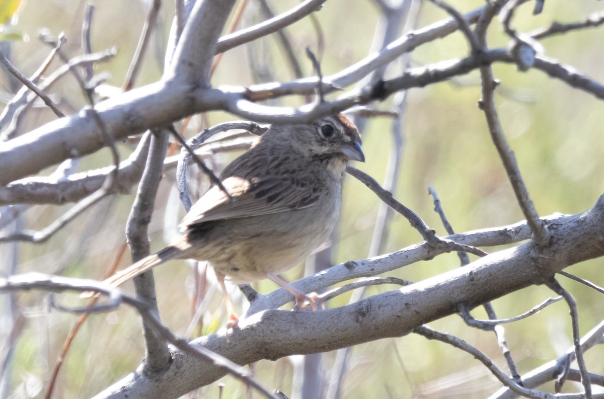 Rufous-crowned Sparrow - ML634124101