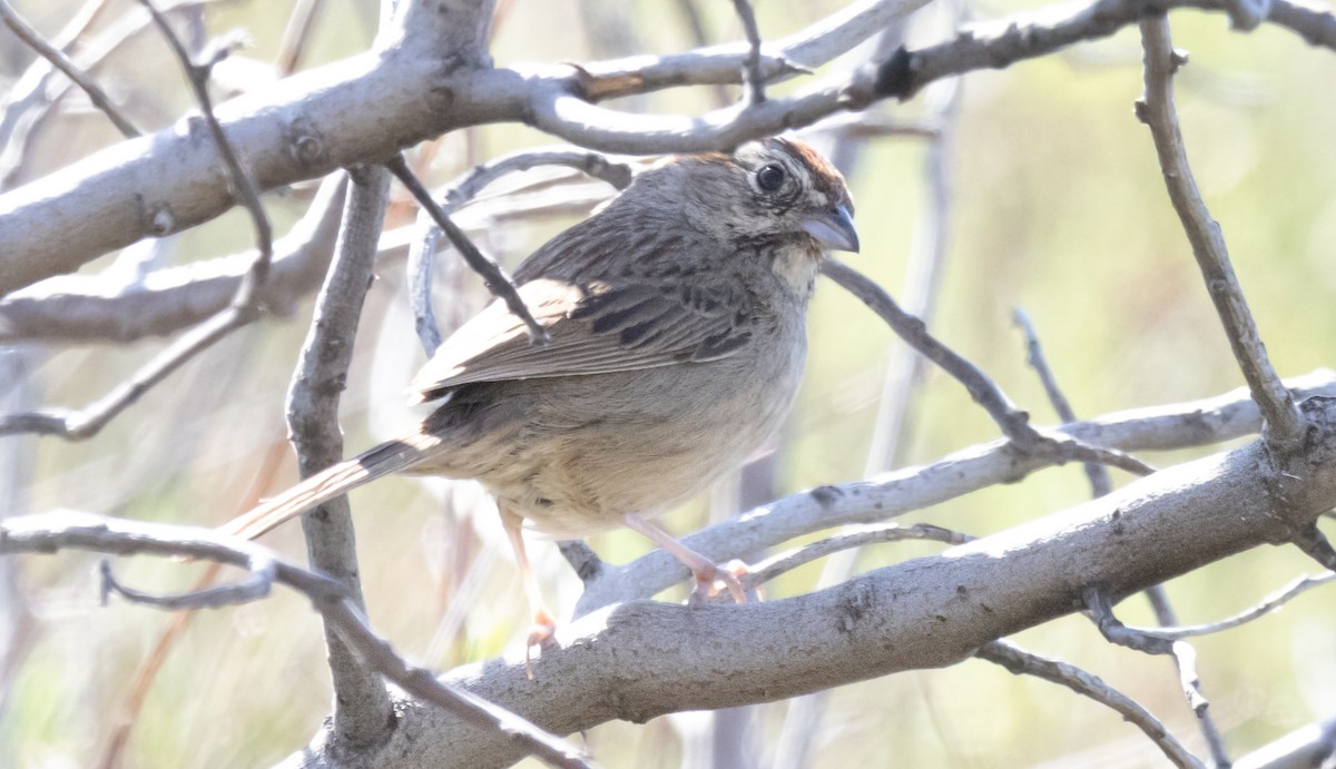 Rufous-crowned Sparrow - ML634124117