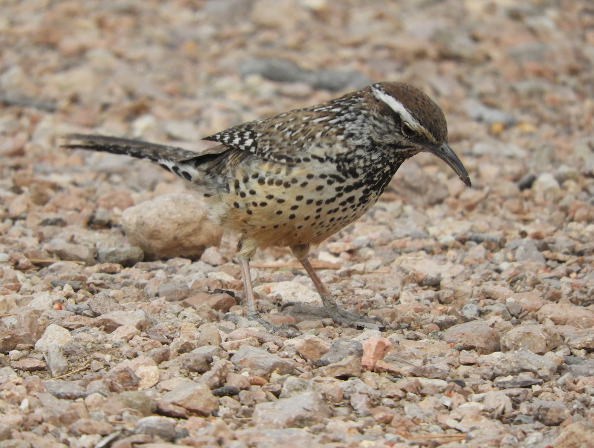 Cactus Wren - ML634124180