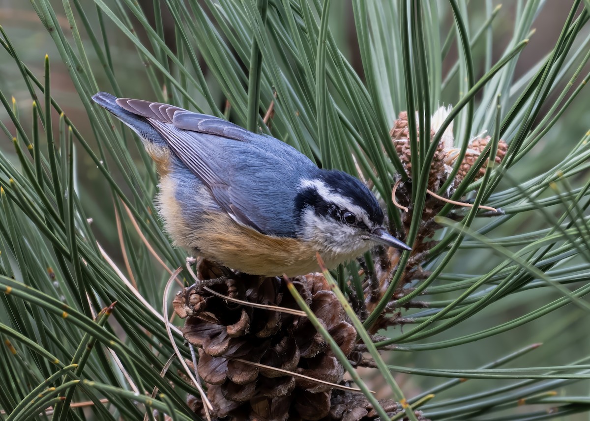 Red-breasted Nuthatch - ML634124181