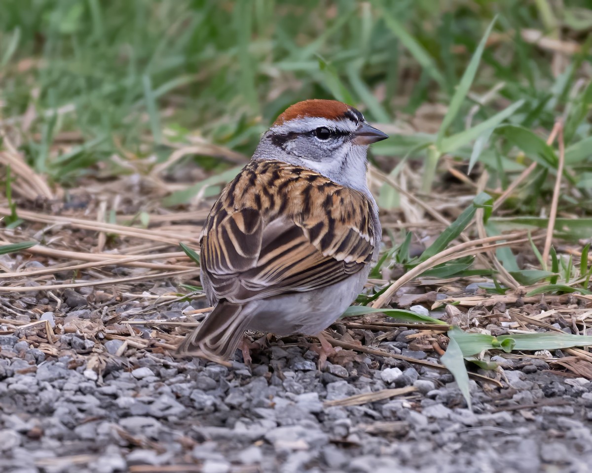 Chipping Sparrow - ML634124193
