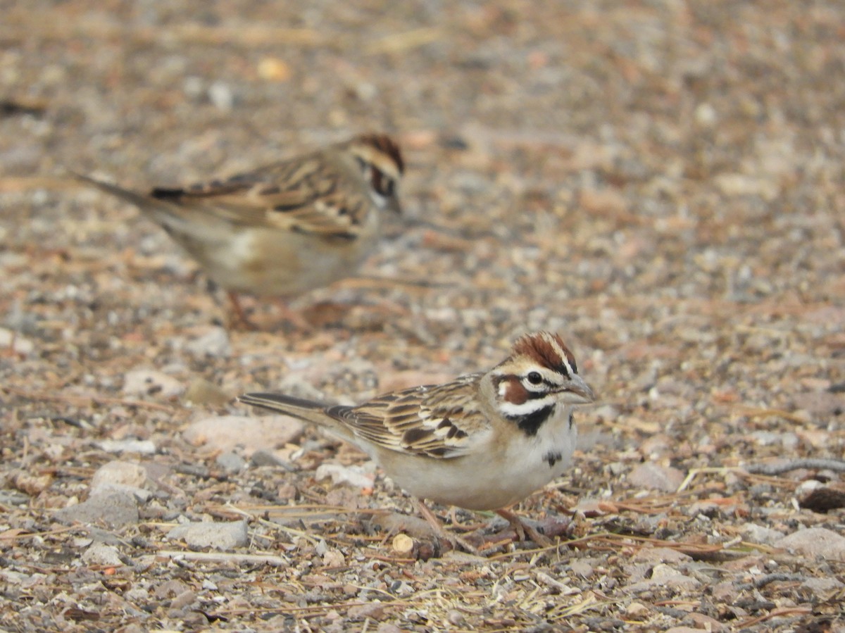 Lark Sparrow - ML634124218