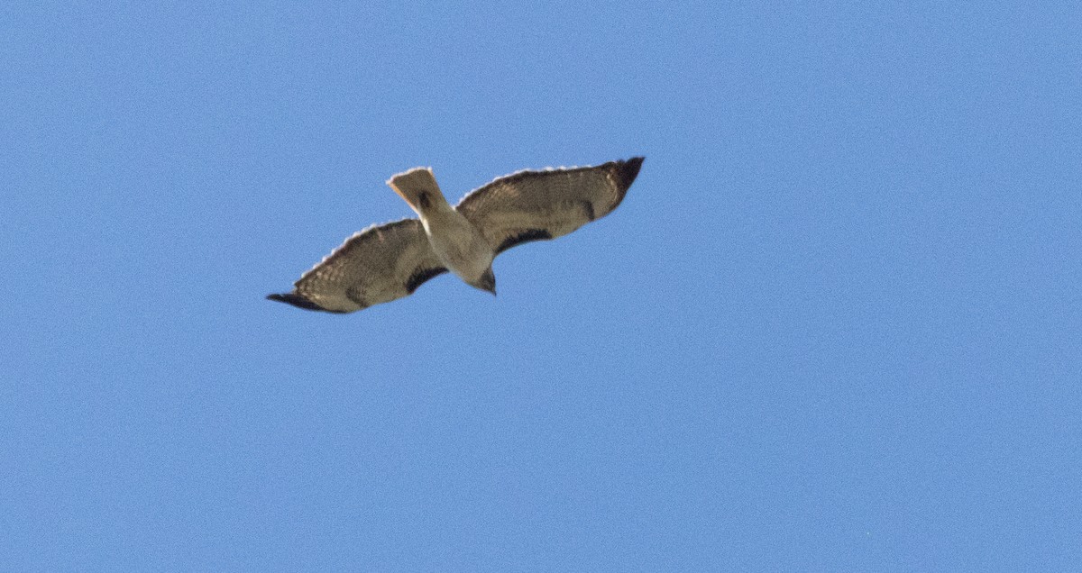 Red-tailed Hawk - ML634124231