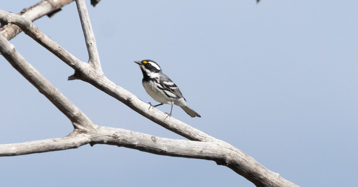 Black-throated Gray Warbler - ML634124312